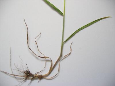 bromus hordeaceus unten
