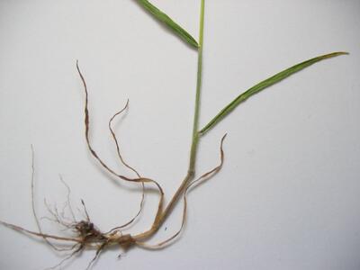 bromus hordeaceus unten