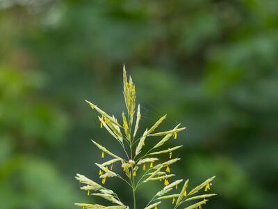 bromus inermis