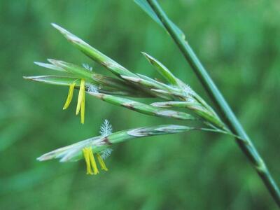 bromus inermis detail