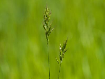 bromus racemosus