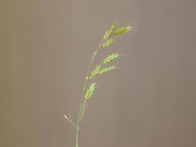 bromus secalinus