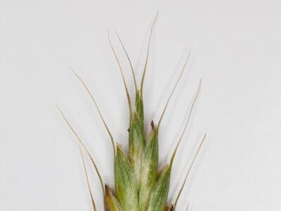 bromus secalinus aehre