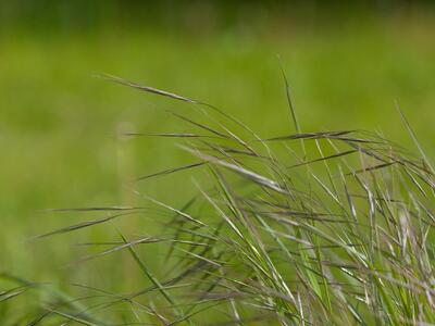 bromus sterilis