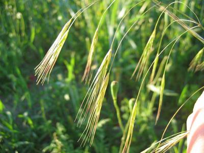 bromus sterilis detail