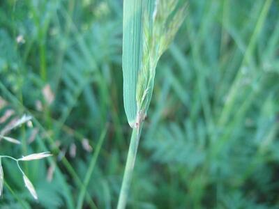 calamagrostis epigejos blatt