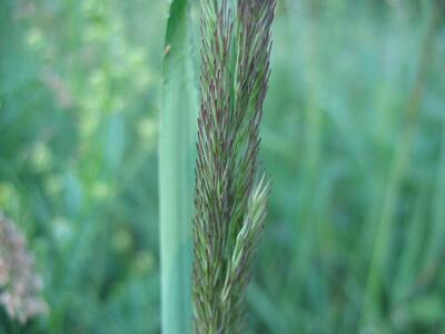 calamagrostis epigejos detail