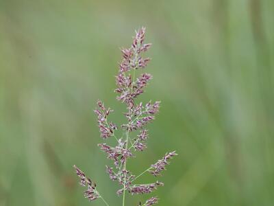 calamagrostis stricta