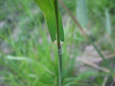 dactylis glomerata blatt