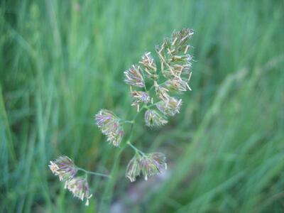 dactylis glomerata bluete1