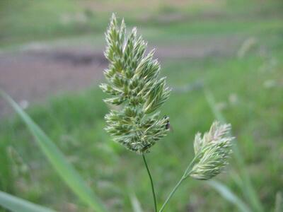 dactylis glomerata bluete2