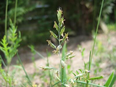 dactylis glomerata detail