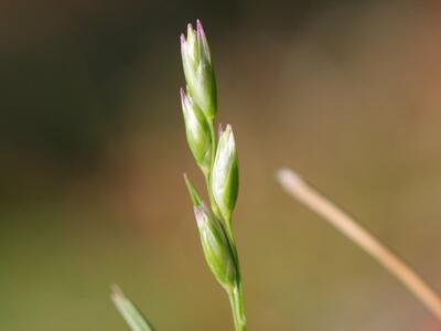 danthonia decumbens