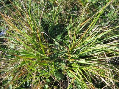 danthonia decumbens horst