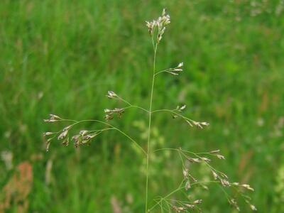 deschampsia cespitosa