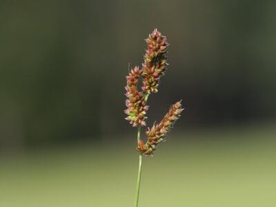 echinochloa crus-galli