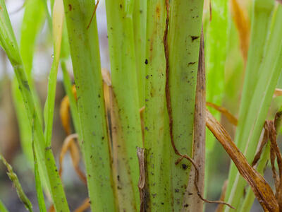 echinochloa crus-galli grundtriebe