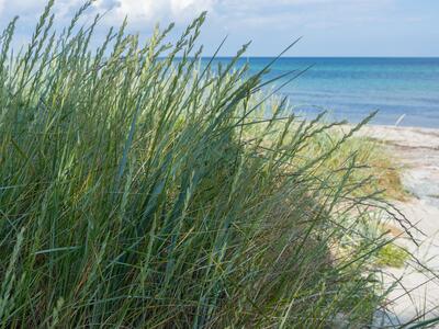 elymus atherica