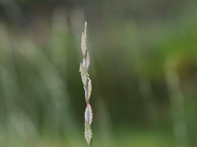 elymus obtusiflorus