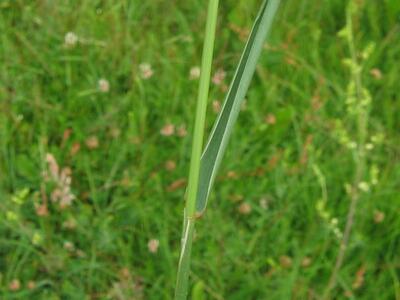 elymus repens blatt