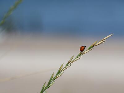 elymus x obtusiusculus