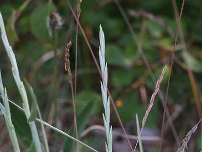 elymus x obtusiusculus detail