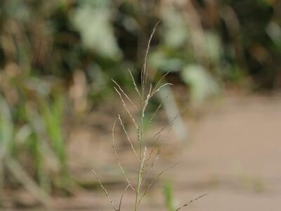 eragrostis albensis