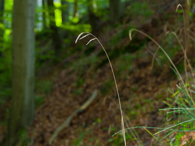 festuca altissima