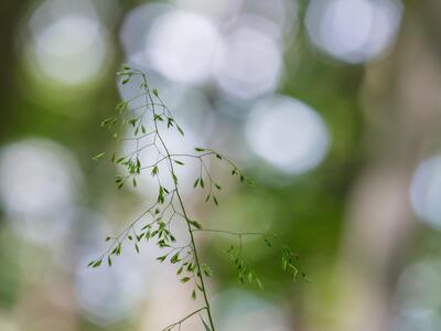 festuca altissima detail