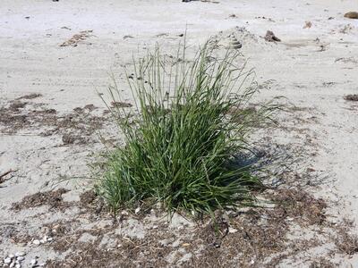 festuca arundinacea