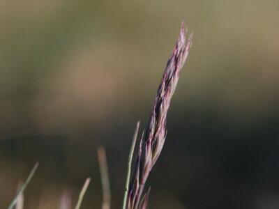 festuca brevipila