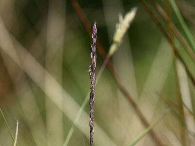 festuca filiformis