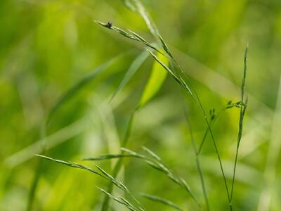 festuca heterophylla