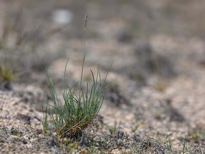 festuca oelandica