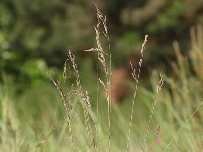 festuca polesica