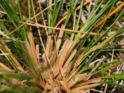 festuca polesica blattscheiden