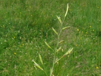 festuca pratensis