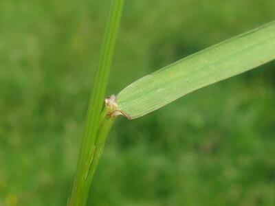 festuca pratensis blatt