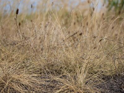 festuca pulchra