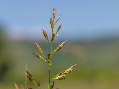 festuca rubra