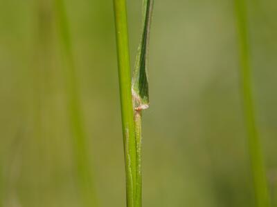 festuca rubra detail