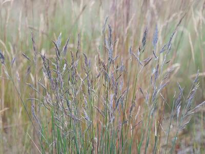 festuca rubra ssp litoralis