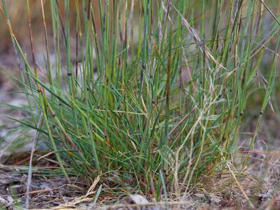 festuca rubra ssp litoralis halme