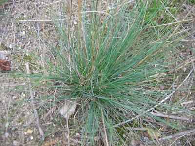 festuca trichophylla