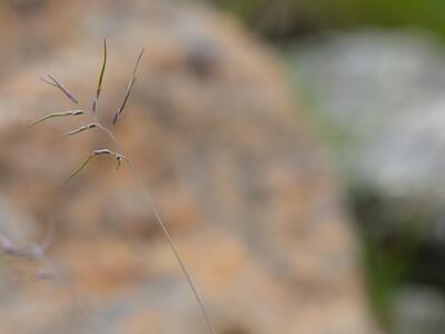 festuca vivipara