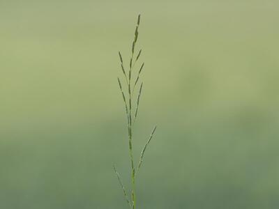 glyceria declinata