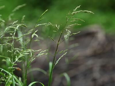 glyceria nemoralis