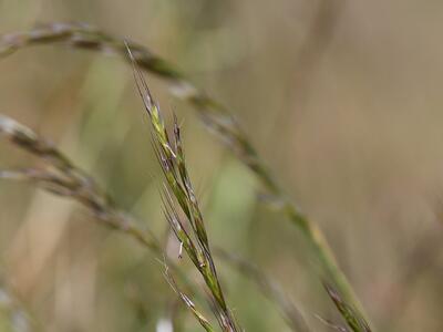 helictotrichon pratense