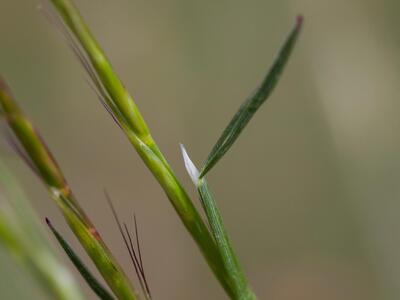 helictotrichon pratense ligula