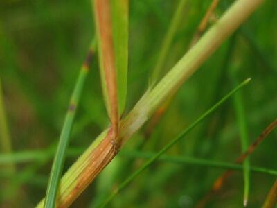 helictotrichon pubescens blatt